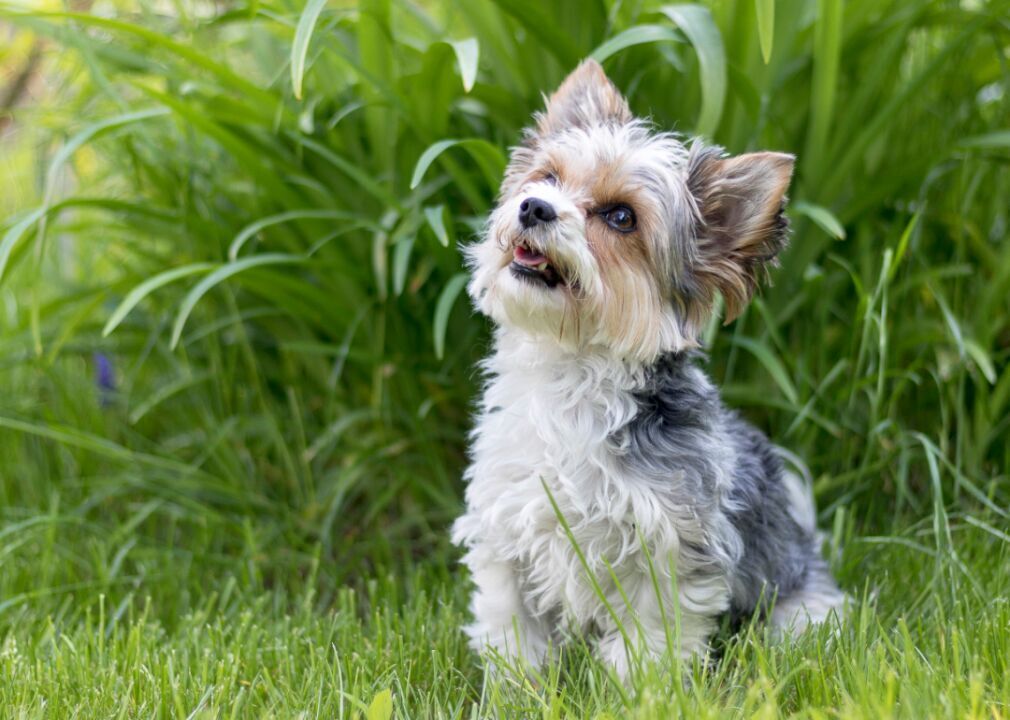 #82. Biewer terrier